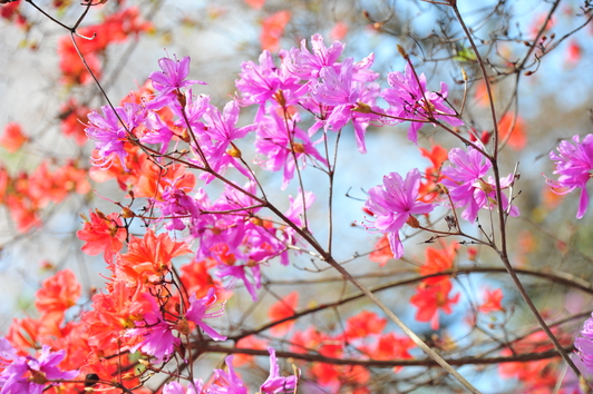 春を出迎える色鮮やかなつつじ