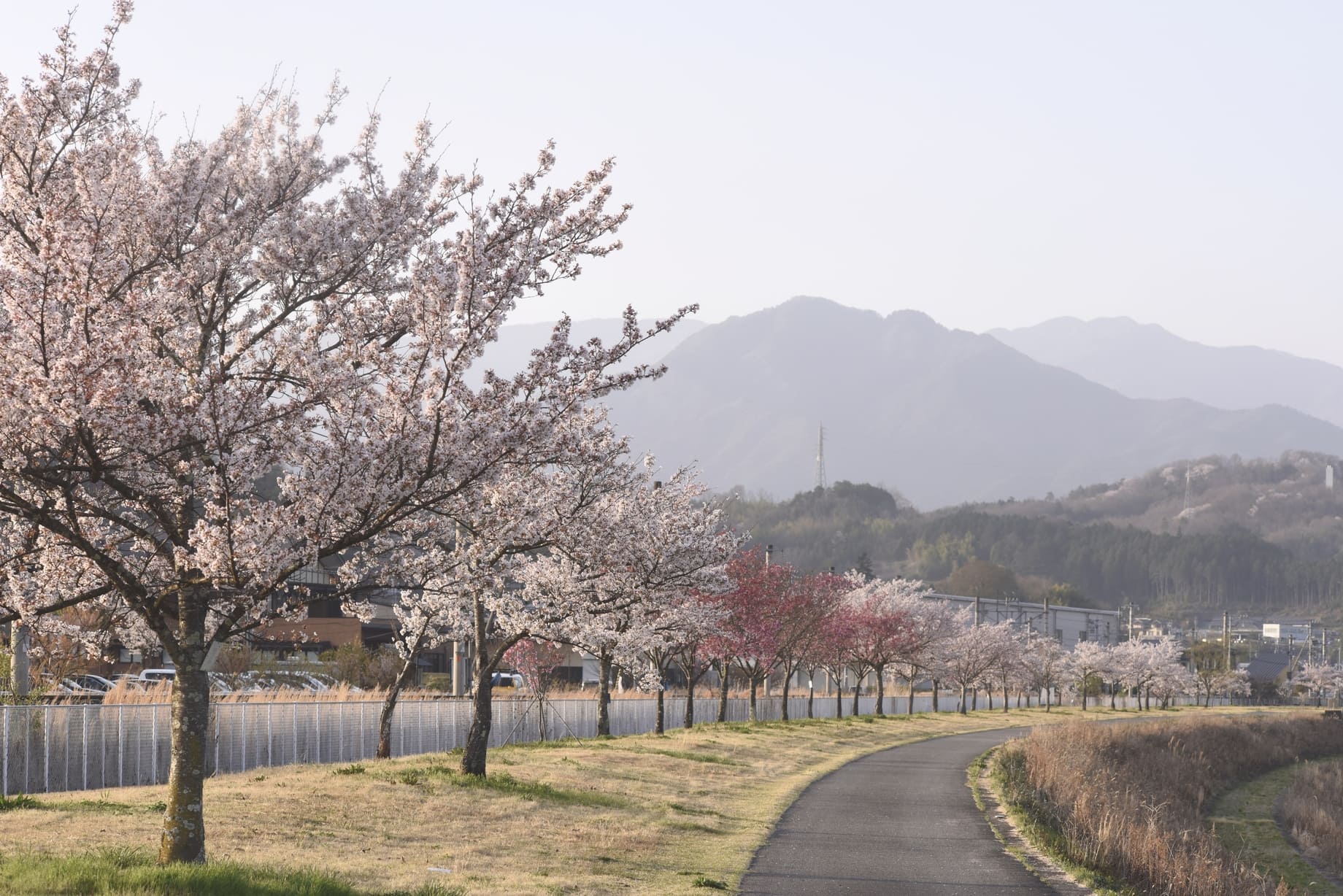 朝靄の桜並木でおさんぽ