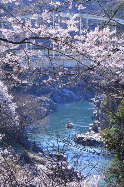 舟で花見はいかがでしょうか